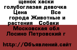 щенок хаски  голубоглазая девочка › Цена ­ 12 000 - Все города Животные и растения » Собаки   . Московская обл.,Лосино-Петровский г.